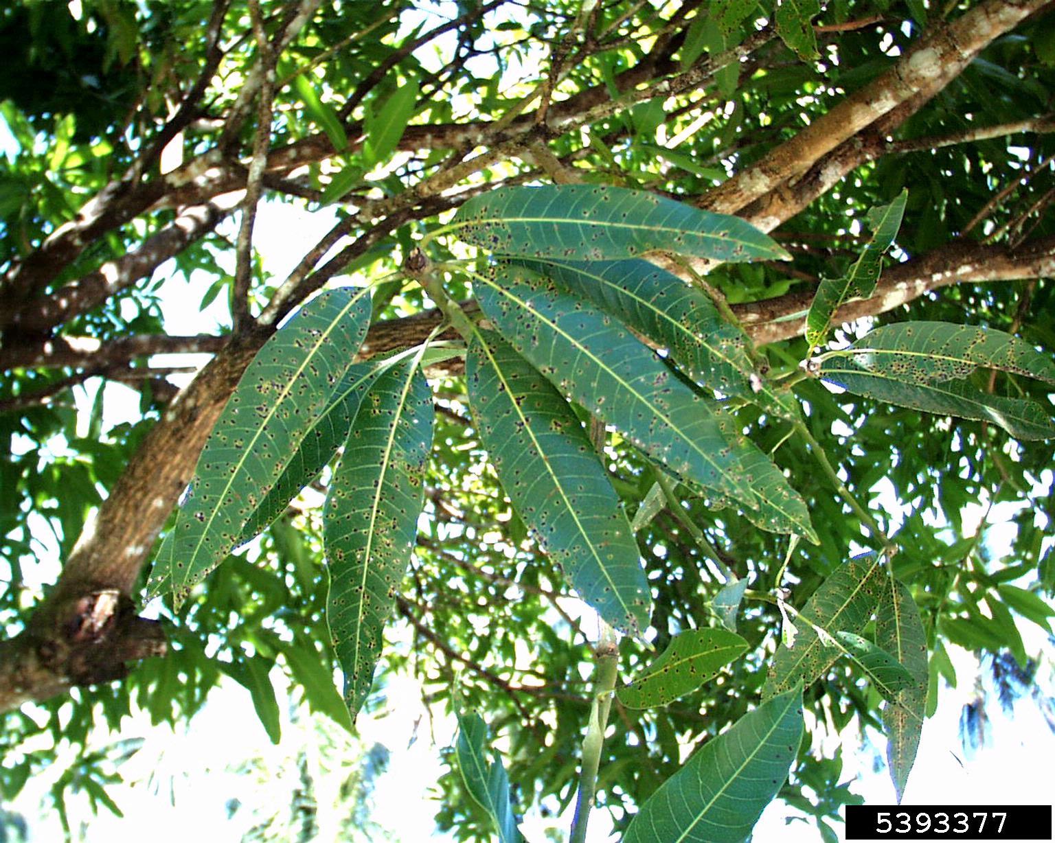 bercak daun mangga.jpg